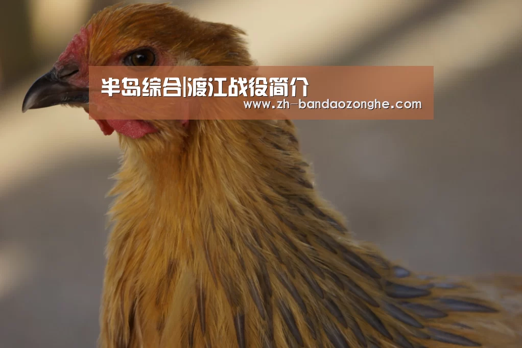 半岛综合