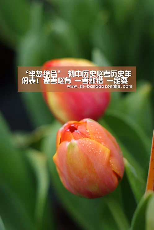 半岛综合