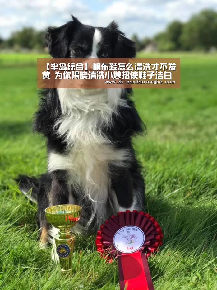 半岛综合