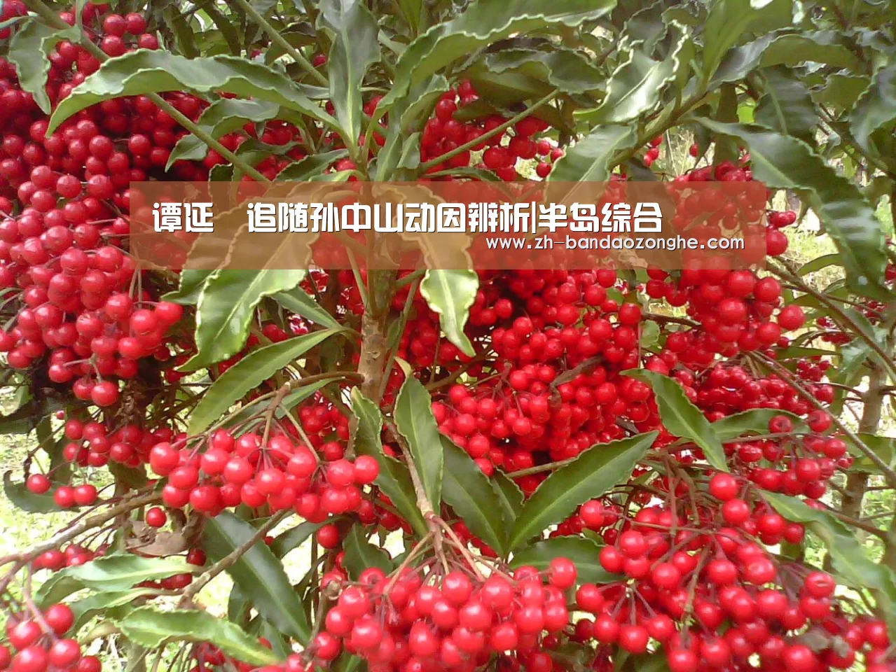 谭延闿追随孙中山动因辨析|半岛综合(图2) 半岛综合